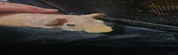 Guinea Pig rodents for sale: Skinnies - Advert 4