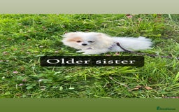 Pomeranian dogs for sale: ICE white Pomeranian girl READY NOW  - Image 14