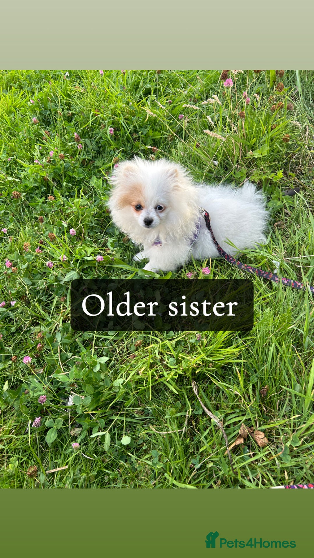 Pomeranian dogs for sale: ICE white Pomeranian girl READY NOW  - Image 14
