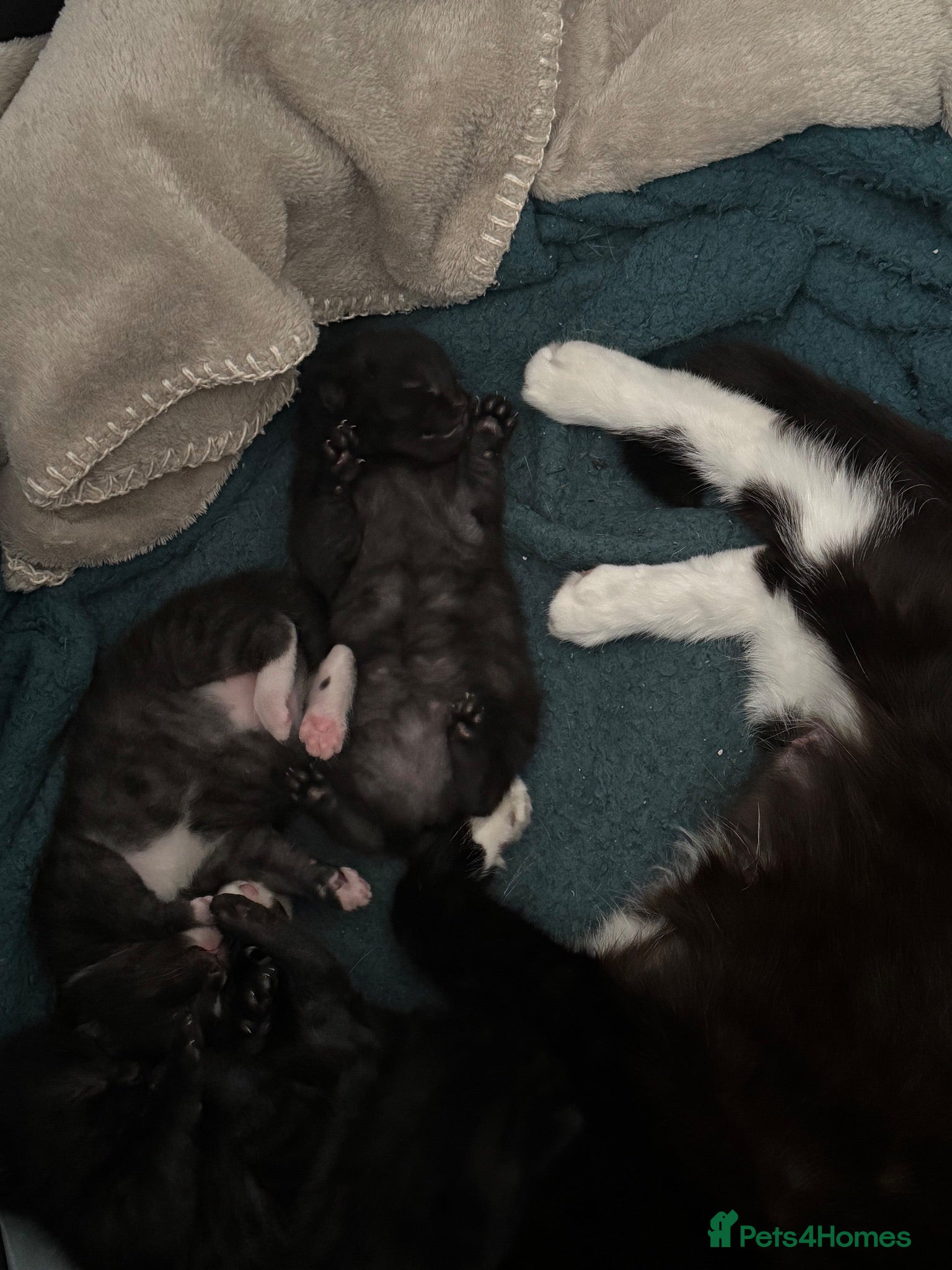 Mixed Breed cats Kittens for sale - Advert 1