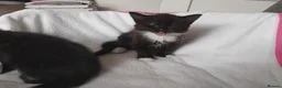 Mixed Breed cats for sale:  kittens 😸  - Advert 16