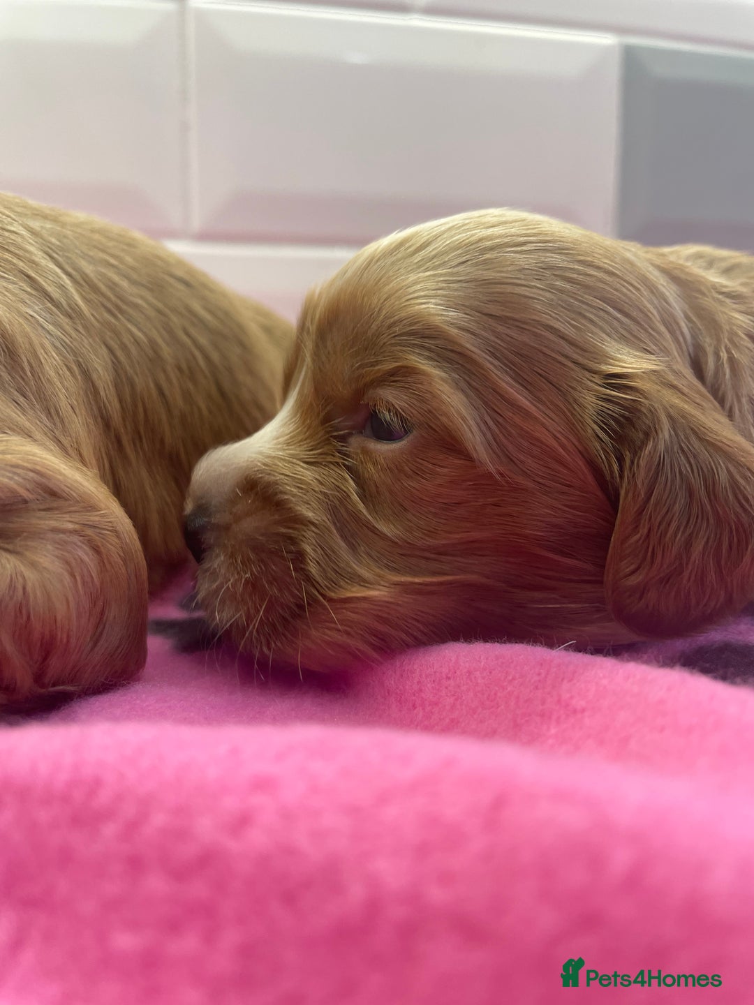 Cockapoo dogs for sale: F1 cockapoos parents dna health tested - Image 1