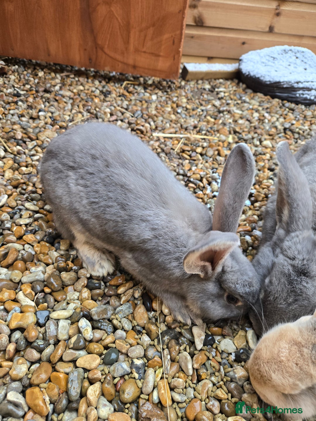 Continental Giant rabbits for sale: 2 young giant continentals  - Advert 3