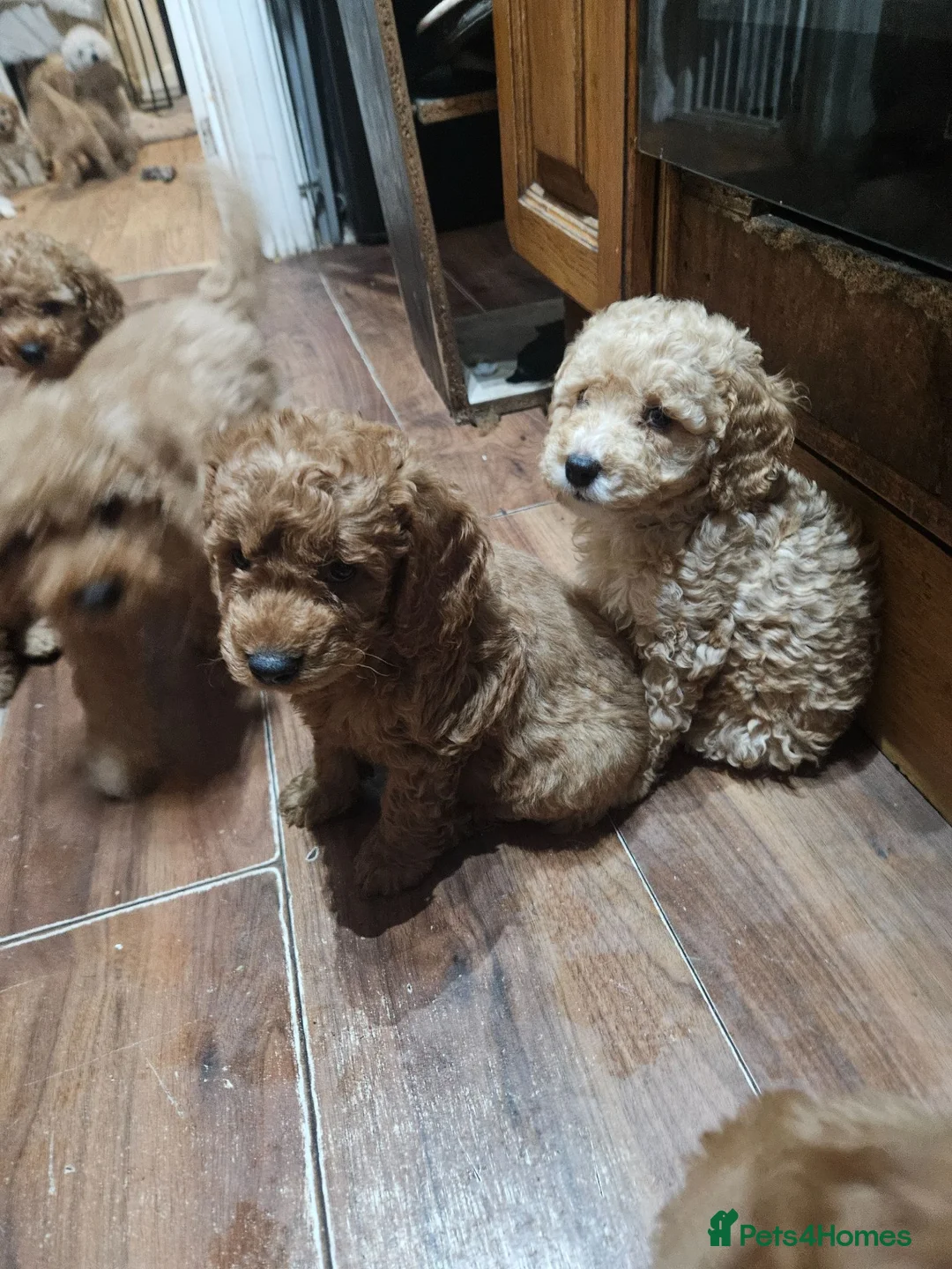 Cockapoo dogs for sale: Cockapoo  - Advert 2