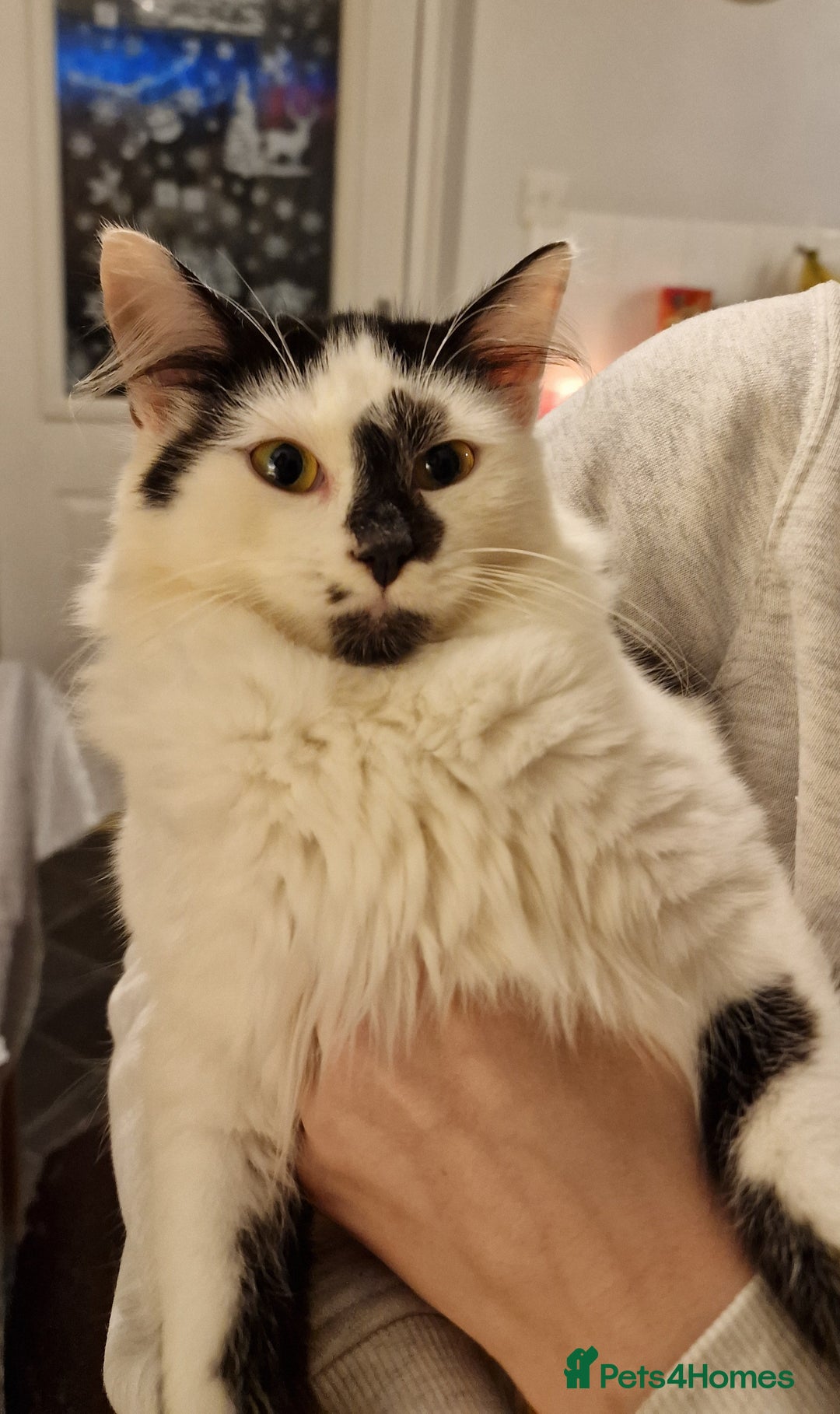 Mixed Breed cats for sale: 2 kittens 7 months old  - Advert 1