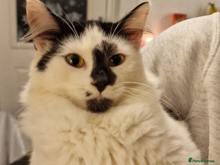 Mixed Breed cats 2 kittens 7 months old - Advert 1