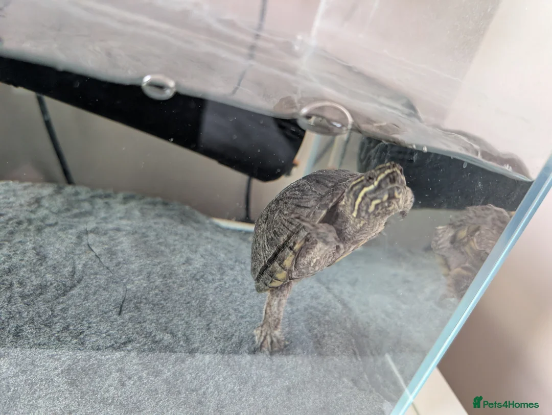 Turtle reptiles for sale: Musk turtle  - Advert 2