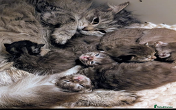 Maine Coon cats for sale: Maine Coon kittens - Image 11