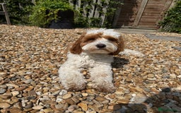 Cavapoo dogs for stud: Cavapoo for stud - Image 3