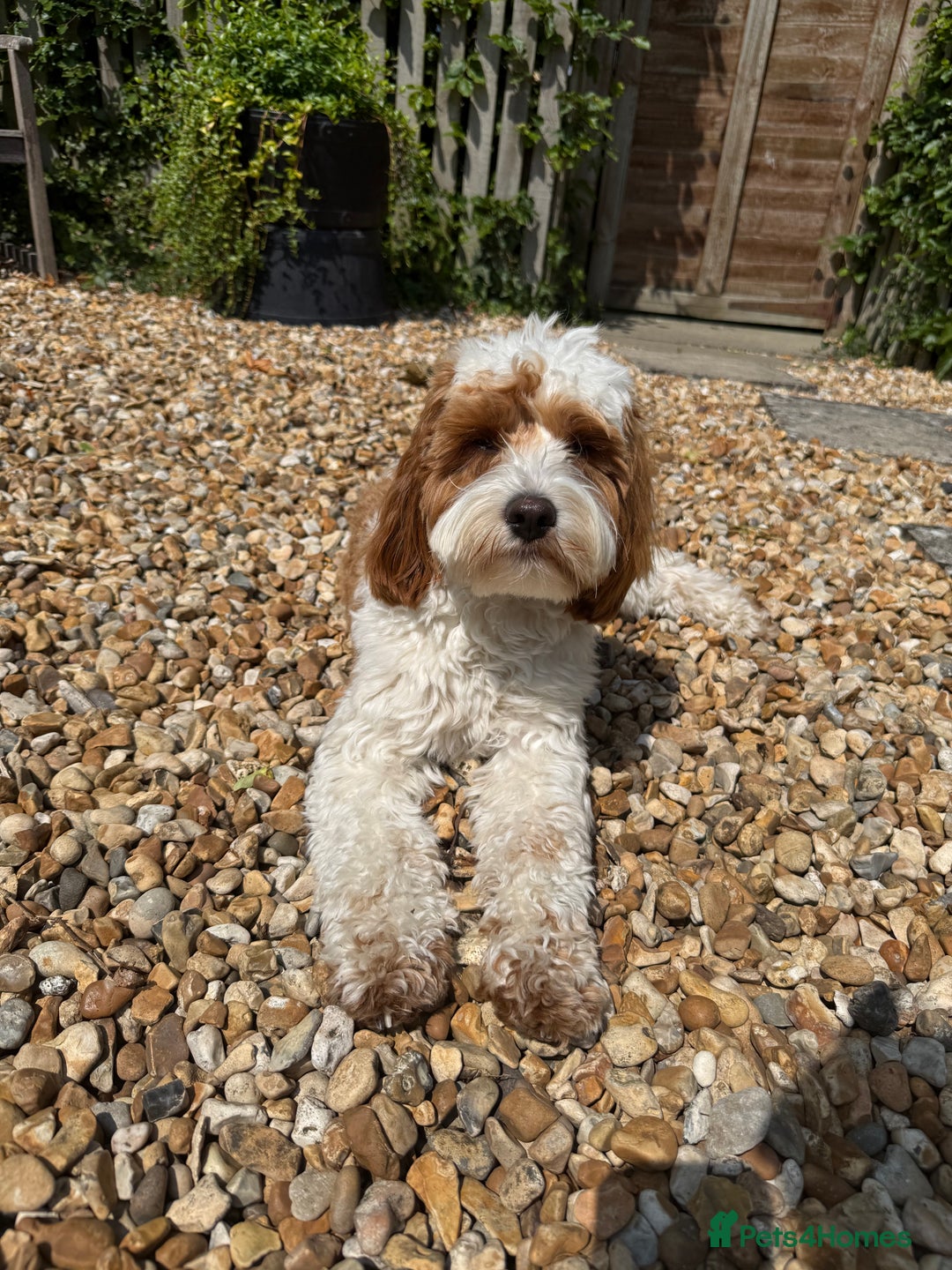 Cavapoo dogs for stud: Cavapoo for stud - Image 3