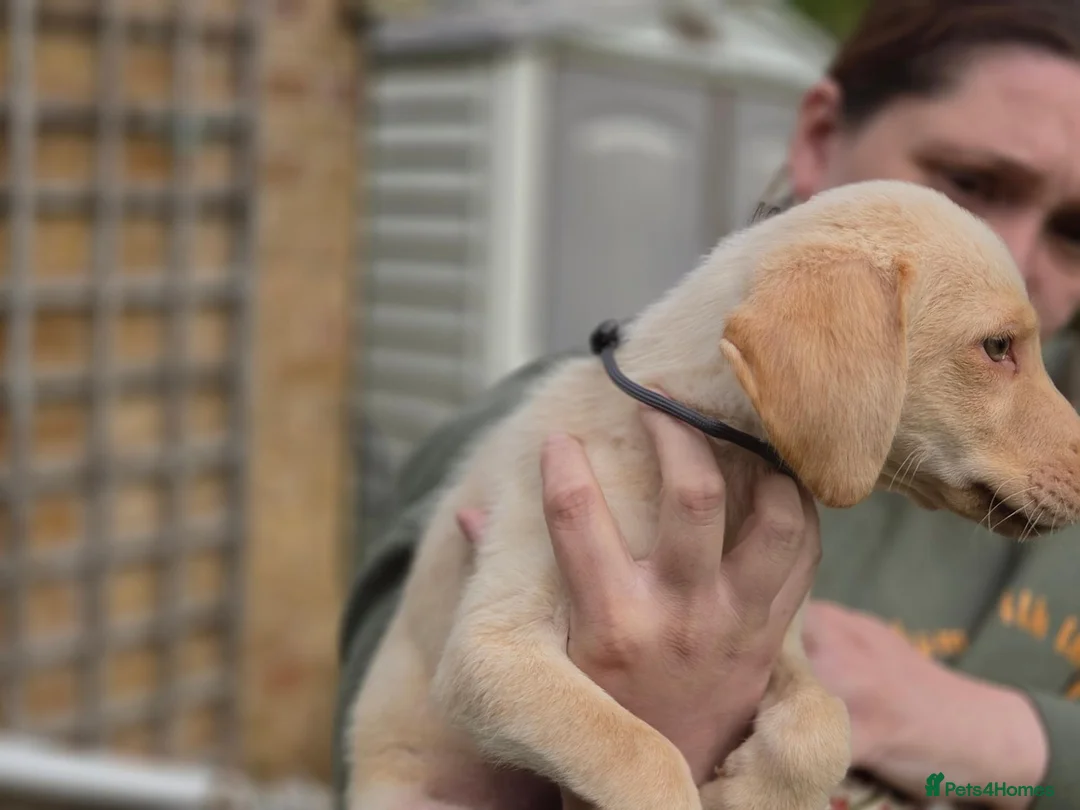 Labrador Retriever dogs for sale: 3 fantastic Pedigrre Lab pups for sale - Advert 15