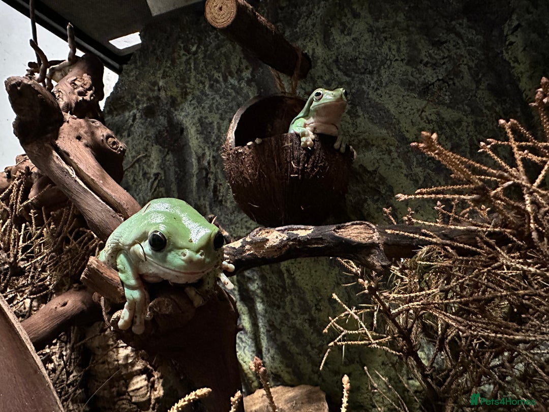 Frog reptiles for sale: Pair of Whites Tree Frogs with Enclosure and Stand - Image 2