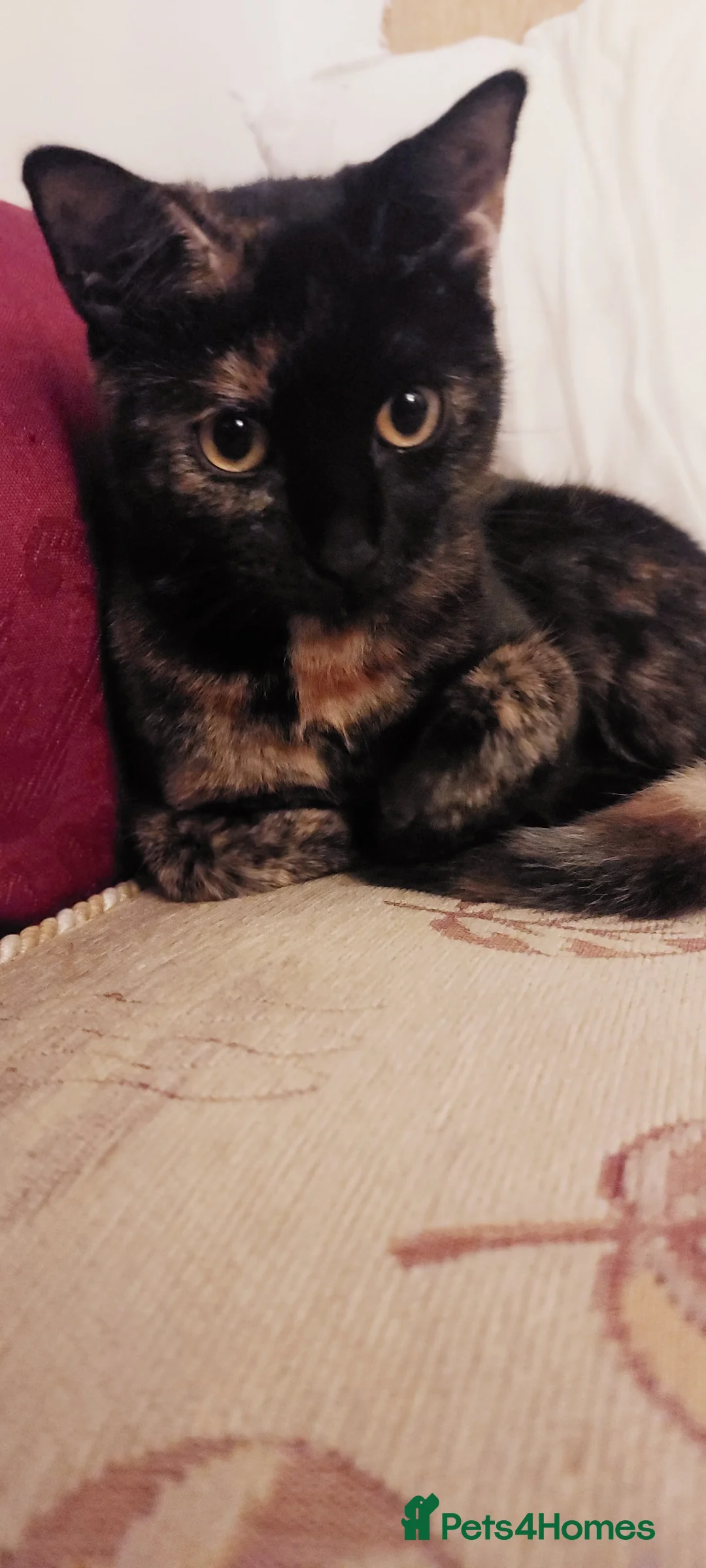 British Shorthair cats for sale: Miss  in Luton - Advert 1