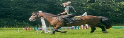 Welsh Section C horses for sale: 13.2hh Welsh Section C Bay Gelding – 8 Years Old  in Great Yarmouth - Advert 3