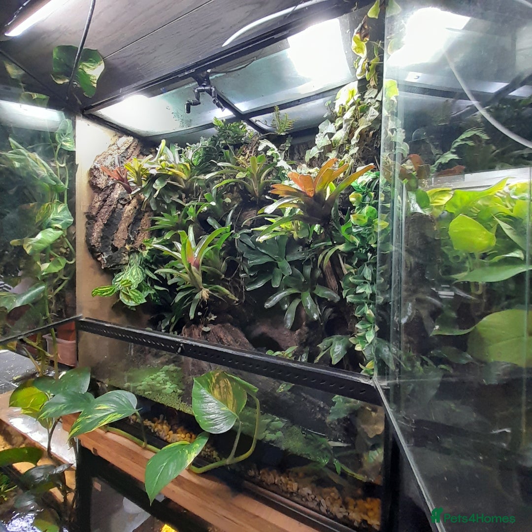 Frog reptiles for sale: 90x90x45 exo terra vivarium  - Image 1