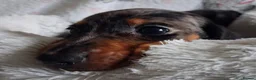 Miniature Dachshund dogs for sale: Stunning Dachshund pups *Ready now* - Advert 13