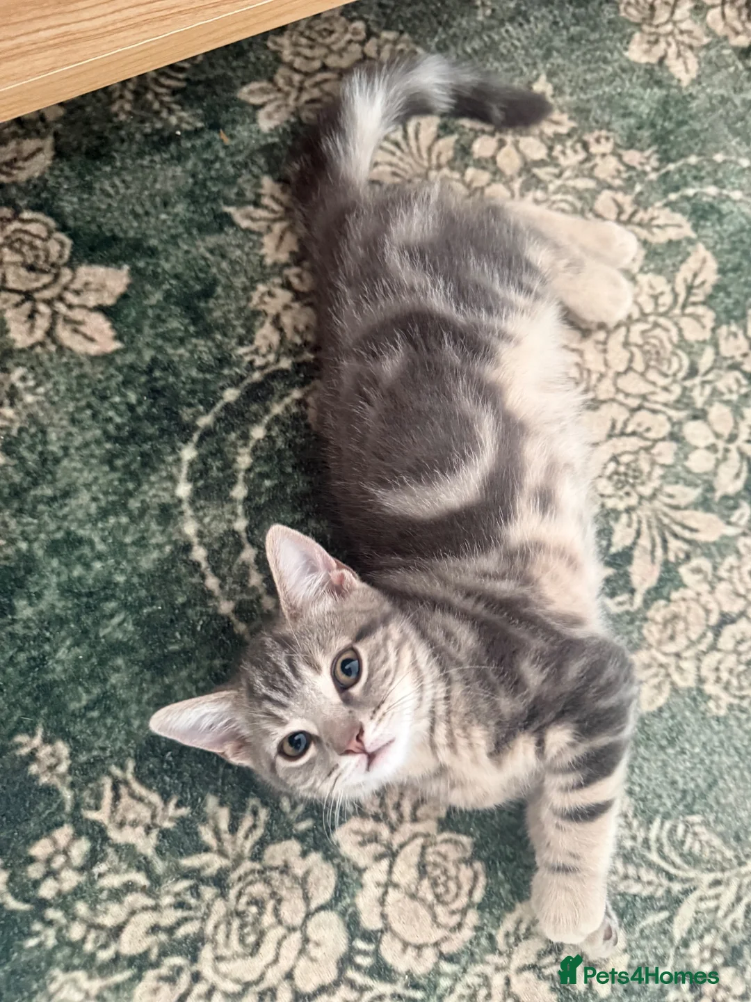British Shorthair cats for sale: Porsche, Special Point British Shorthair Female - Advert 2