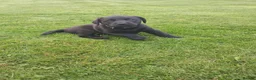 Labrador Retriever dogs for sale: Black Labrador Pups - Advert 6