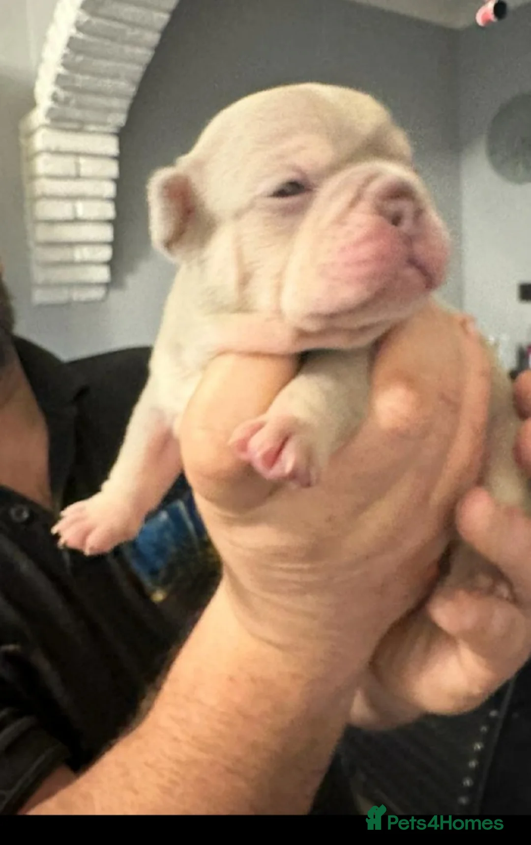 French Bulldog dogs for stud: KC TOP DRAW STUD Ramsgate  in Ramsgate - Advert 12