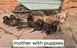 Doxiepoo dogs for sale: Doxiepoo - Image 9