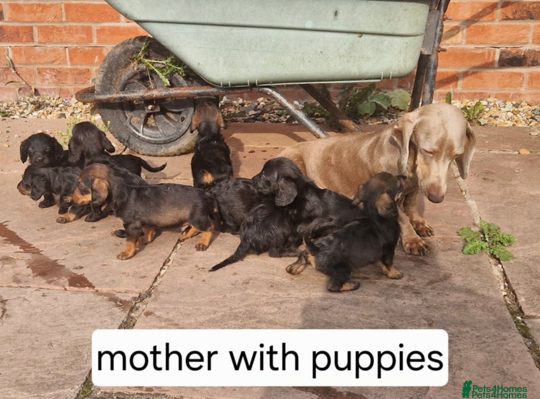 Doxiepoo dogs for sale: Doxiepoo - Image 9