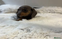 Miniature Dachshund dogs for sale: 2 stunning miniature dachshund puppy’s  - Image 20