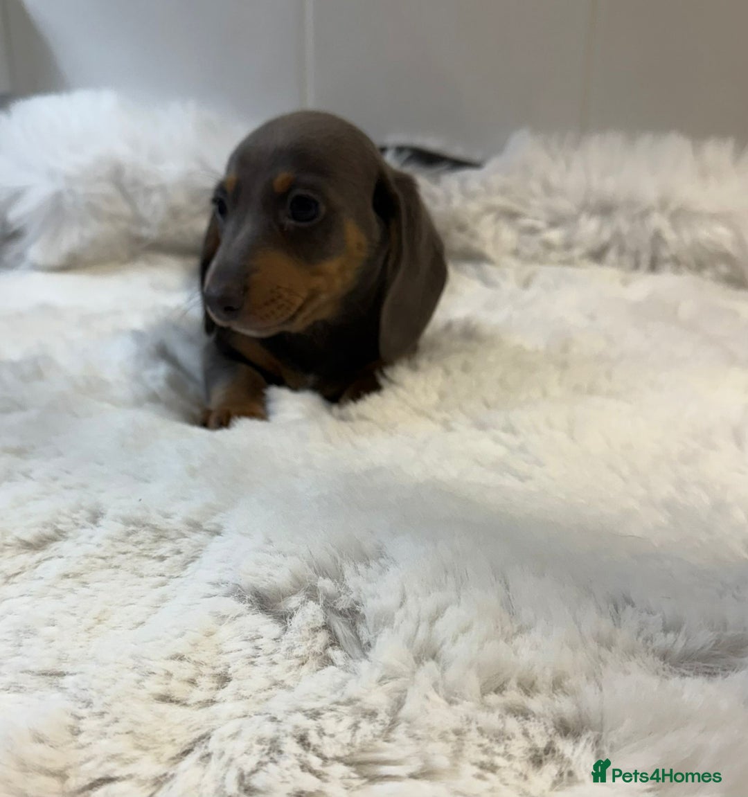 Miniature Dachshund dogs for sale: 2 stunning miniature dachshund puppy’s  - Image 20