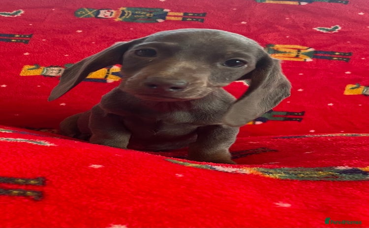 Miniature Dachshund dogs - Advert 4