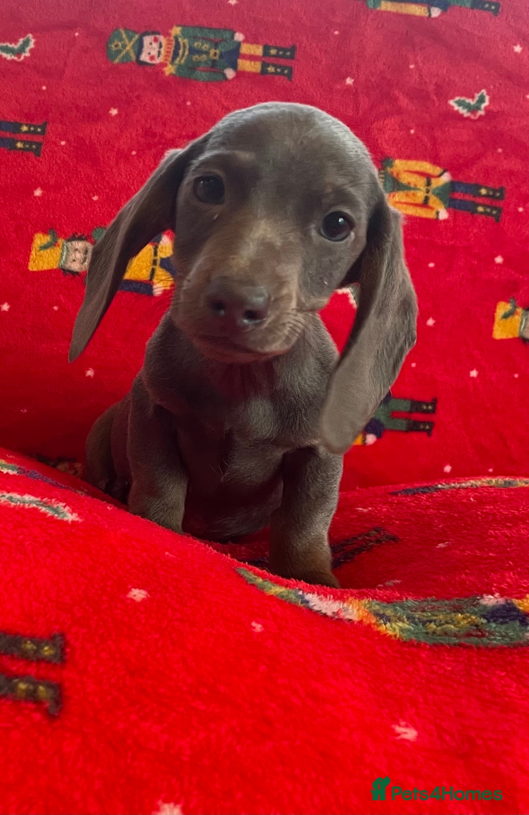 Miniature Dachshund dogs for sale: Miniature Dachshund  - Image 1