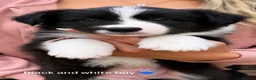 Border Collie dogs for sale: Stunning Champion line puppies  - Advert 7