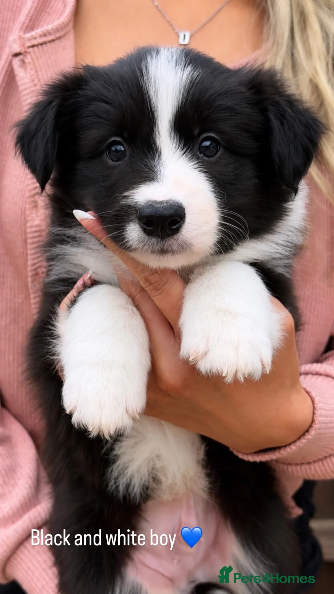 Border Collie dogs for sale: Stunning Champion line puppies  - Advert 2