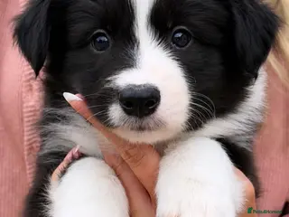 Border Collie dogs Stunning Champion line puppies - Advert 2