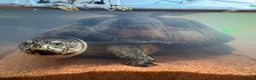 Turtle reptiles for sale: African dwarf mud turtles  - Advert 6