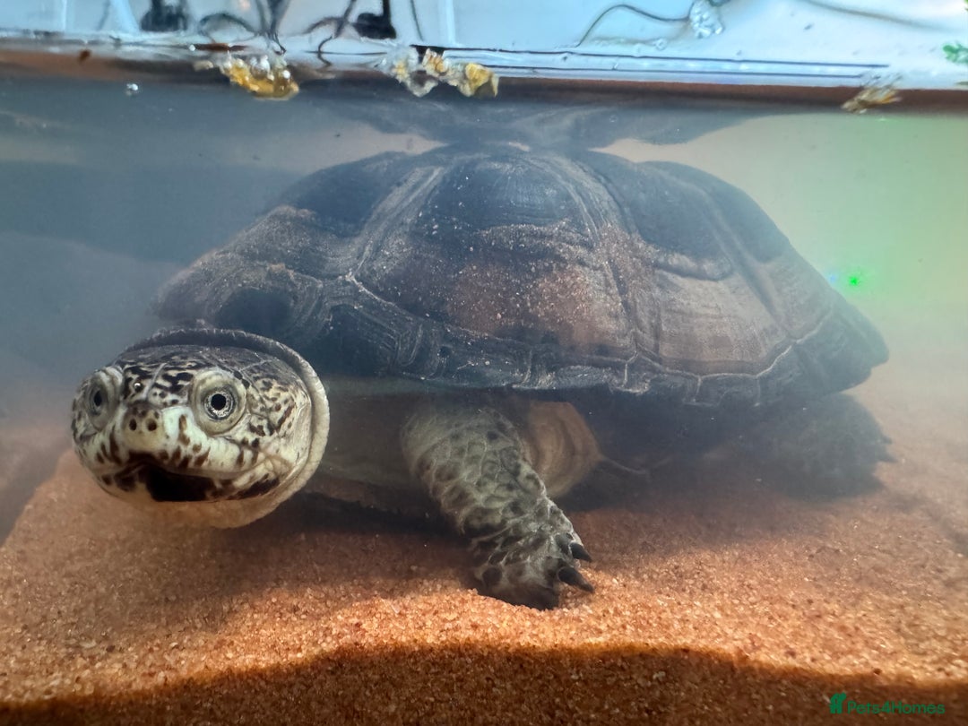 Turtle reptiles for sale: African dwarf mud turtles  - Advert 6