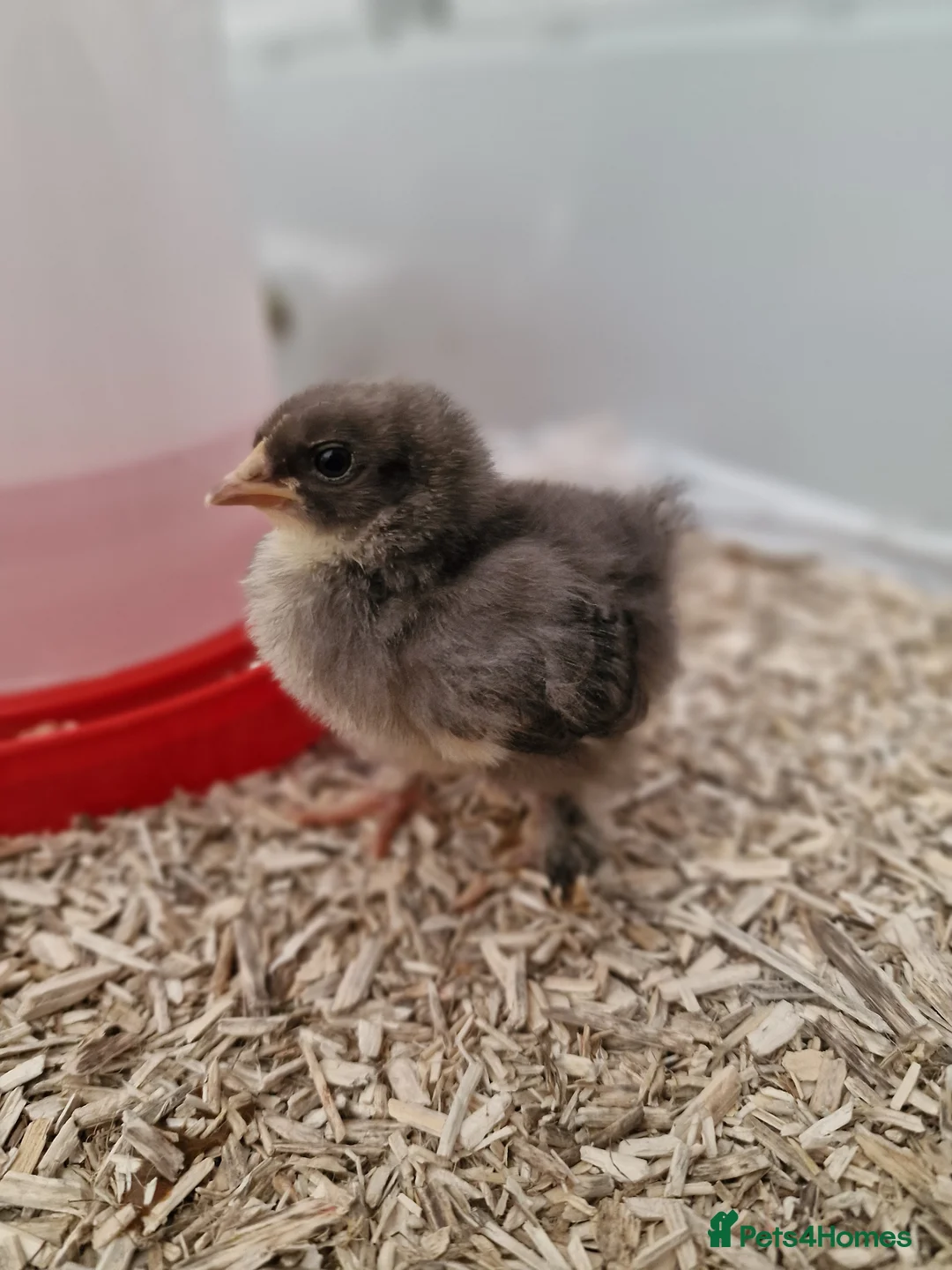 Chickens poultry for sale: Adorable Mixed Silkie chicks and pekin chicks  - Advert 1