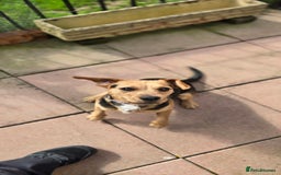 Mixed Breed dogs for adoption: Toby the Terrier - Image 6