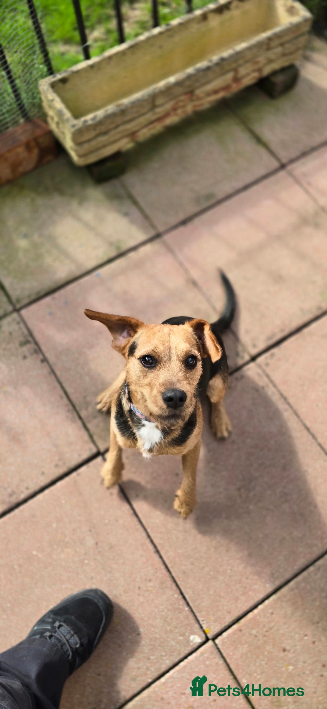 Mixed Breed dogs for adoption: Toby the Terrier - Image 6