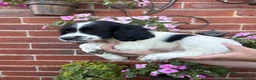 English Springer Spaniel dogs for sale:  KC registered English springer spaniel puppies - Advert 15
