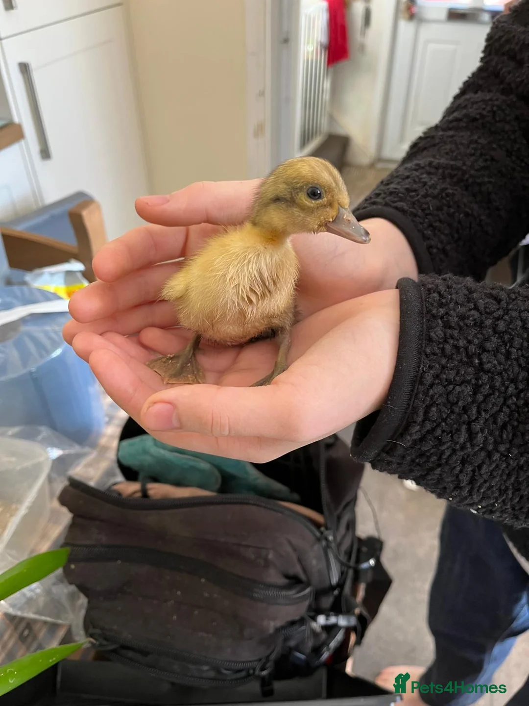 Mixed Breed poultry for sale: Chicks and Duckings in Plymouth - Advert 1