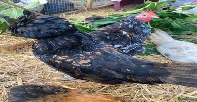 Chickens poultry - Advert 3