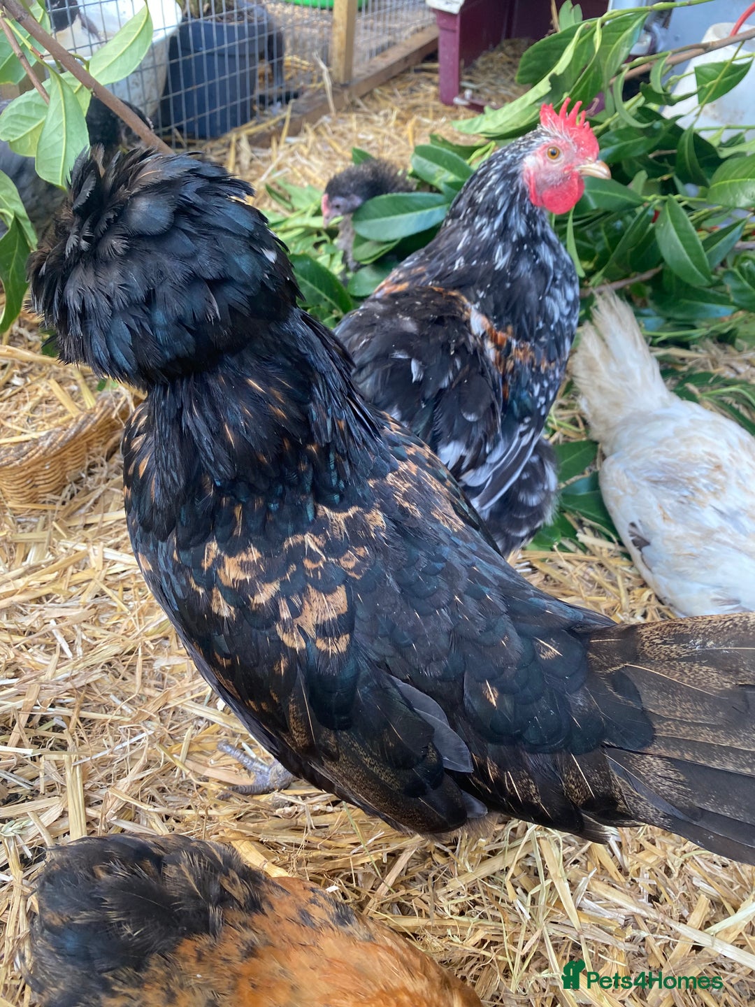 Chickens poultry for sale: Chickens for sale  - Image 3