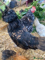 Chickens poultry - Advert 2