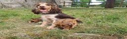 Cocker Spaniel dogs for sale: Gorgeous Show Cocker Spaniel Puppies - Advert 5