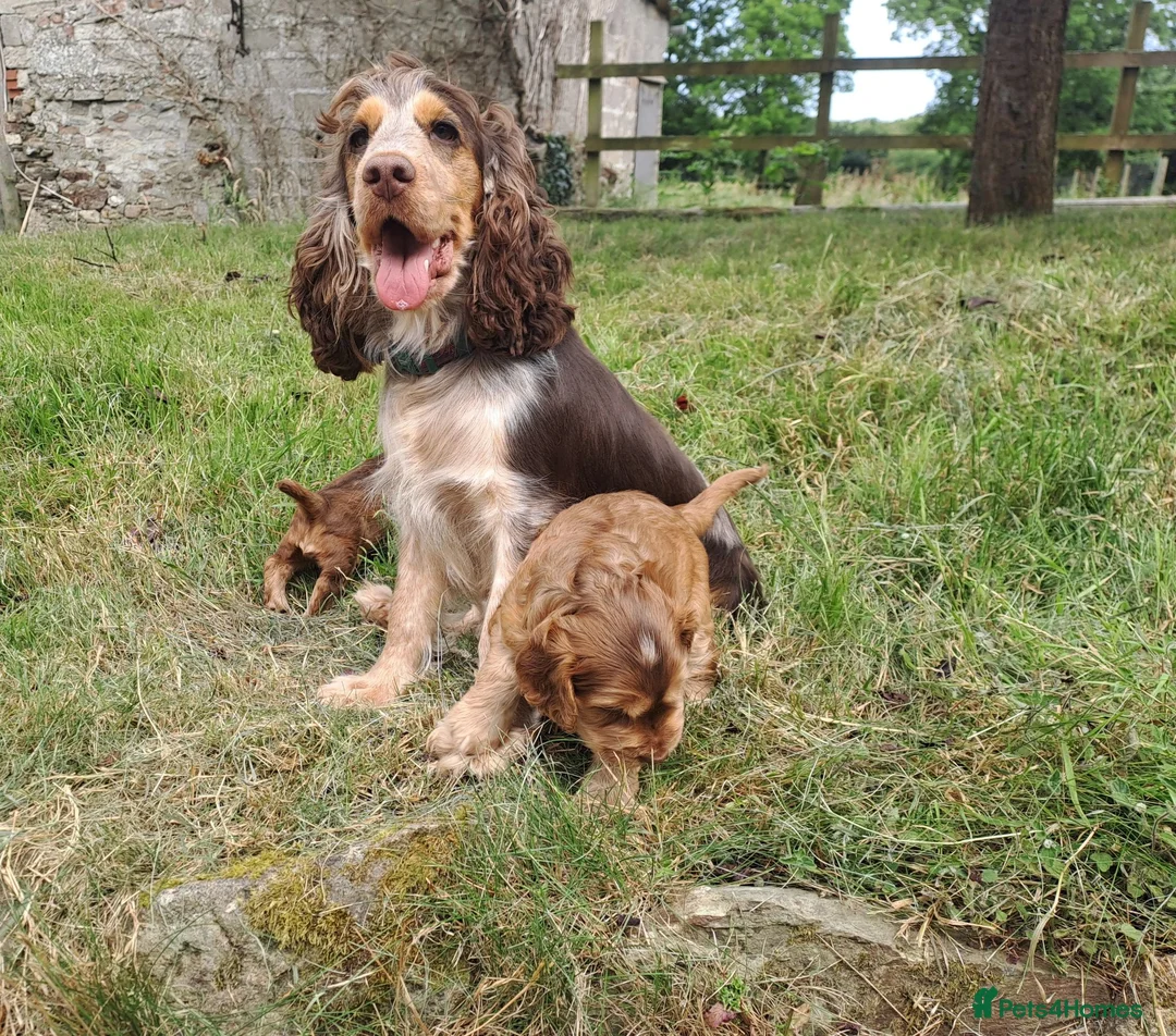 Cocker Spaniel dogs for sale: Gorgeous Show Cocker Spaniel Puppies - Advert 5