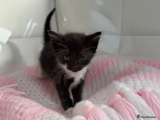 Mixed Breed cats Cute and fluffy kittens almost ready🥹 - Advert 2