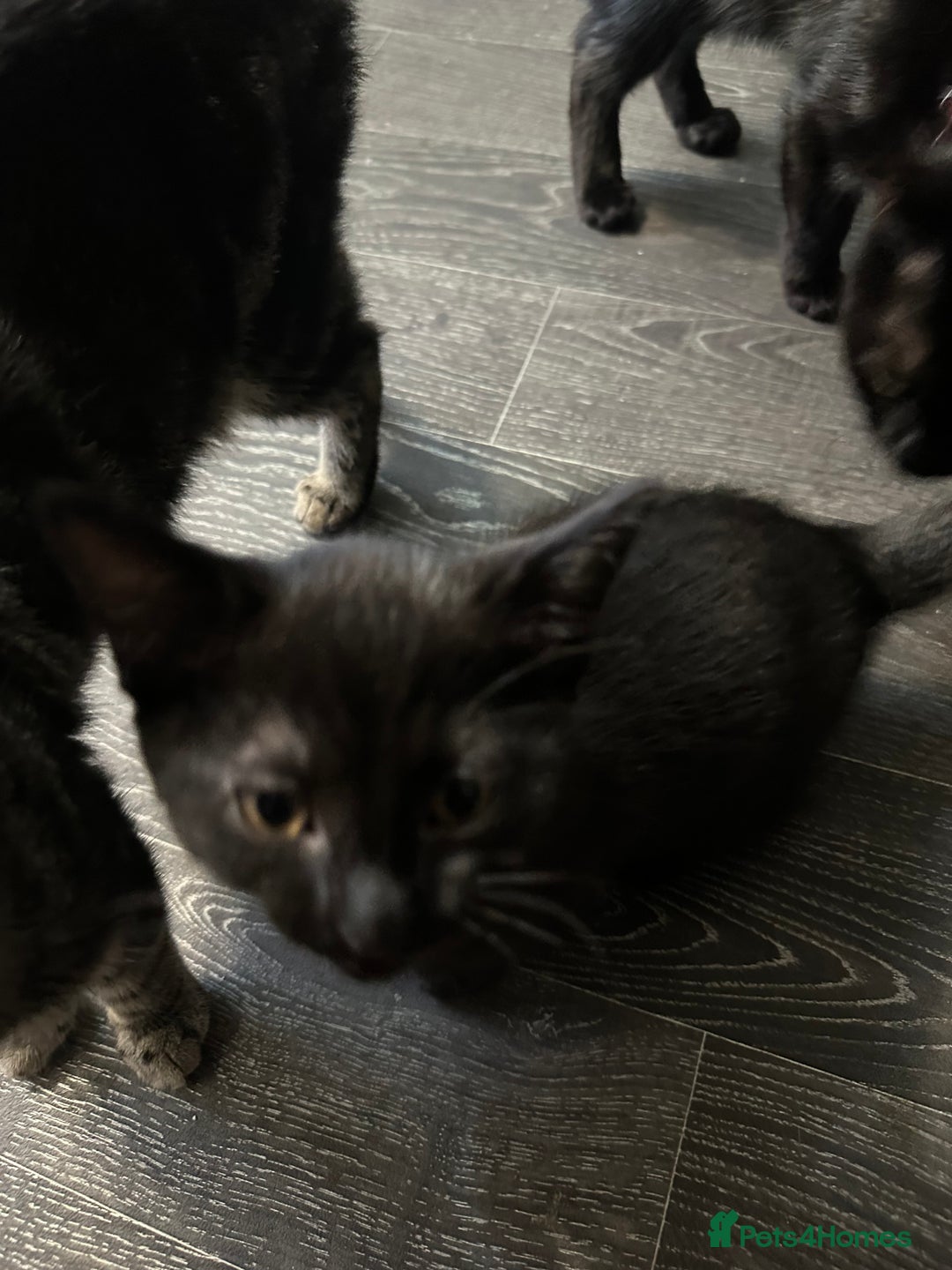 Mixed Breed cats for sale: Reduced for quick sale 3 kittens for sale in Birmingham - Image 17