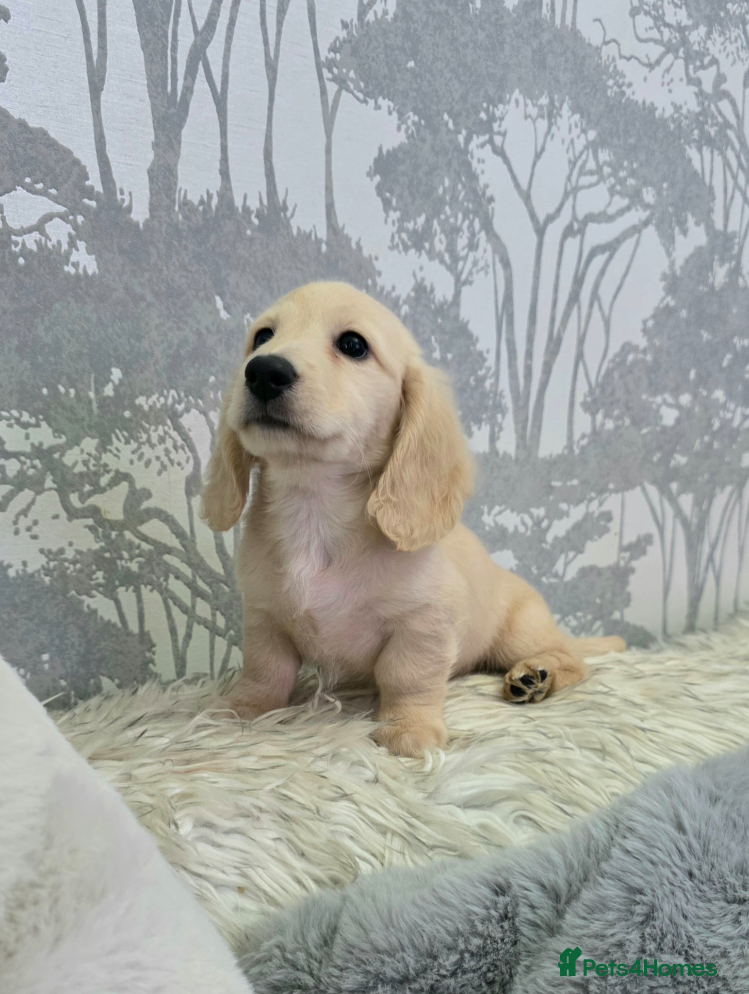Miniature Dachshund dogs Cream Miniature long-haired  - Advert 15