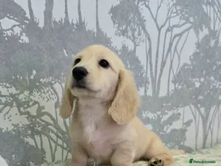 Miniature Dachshund dogs Cream Miniature long-haired - Advert 15