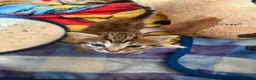 Norwegian Forest Cat cats for sale: 3 stunning half Norwegian kittens left - Advert 32