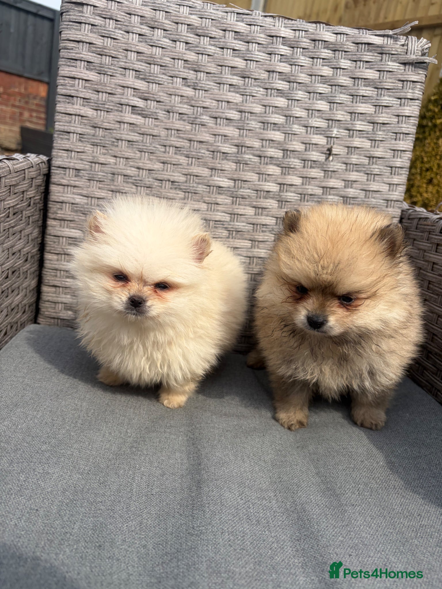 Pomeranian dogs Pomeranian puppies ready to leave - Advert 8